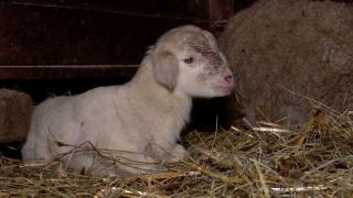 Carnea de miel, mai scumpă ca acum un an. Preţul pentru un kilogram ar putea creşte cu cel puţin 10%