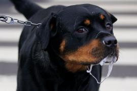 Familie sfâșiată de un Rottweiller, în Prahova. Animalul a atacat mai întâi băiețelul de 7 ani, apoi a mușcat părinții