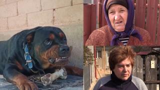 Băieţelul de 7 ani muşcat de câinele familiei de aproape 40 de ori, în stare gravă la spital. Vecinii sunt îngroziţi: "Puteau să fie morți toți"