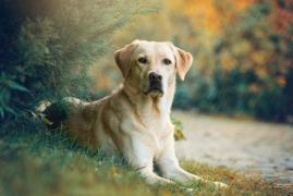 Cele mai populare rase de câini din America: Labrador Retrievers ocupă locul 1 pentru al 31-lea an consecutiv