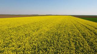 Alternativă pentru românii care stau la coadă pentru ulei de floarea soarelui: uleiul de rapiţă, al cărui preţ porneşte de la 9 lei