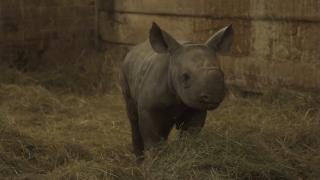 Un pui de rinocer dintr-o specie rară, botezat cu numele Kiev, în onoarea capitalei ucrainene asediate