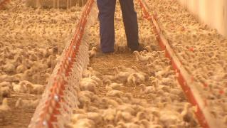 Carnea de pui s-ar putea scumpi cu cel puţin 20% în acest an. Producătorii avertizează marile lanţuri de magazine: "Mâine-poimâine n-o să mai aibă de unde lua carne"