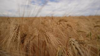 Pâinea s-a scumpit din nou. Cu cât au crescut preţurile