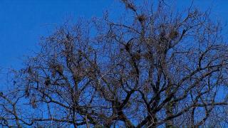 Invazie de ciori în Satu Mare. Păsările au pus stăpânire pe parcuri, autorităţile se declară depăşite de situaţie 