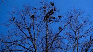 Zgomotul sinistru care îi face pe oamenii din Satu Mare să se adăpostească. Ciorile fac pagube mari şi nu pot fi alungate nicicum