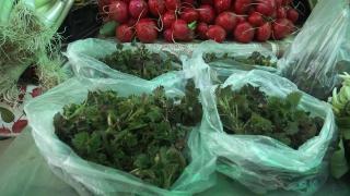 Ce proprietăţi benefice au urzicile. Reţete pentru toate gusturile