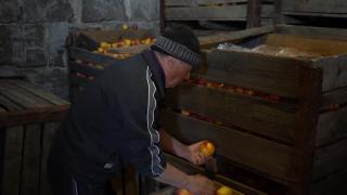 Simbol românesc, pe cale de dispariţie. Cum au ajuns renumitele mere de Voinești să fie aruncate la gunoi sau în cazanul de ţuică