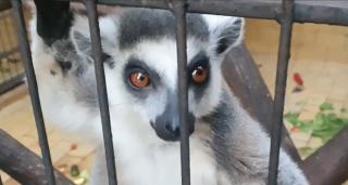 Mamele și copiii care au fugit din Ucraina au făcut o vizită la Grădina Zoologică din Târgu Mureș