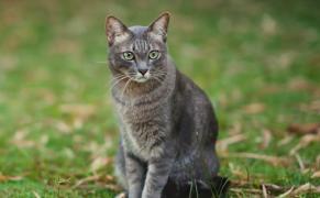 Veste bună pentru iubitorii de pisici! Cum ar putea felinele să nu mai provoace alergii oamenilor