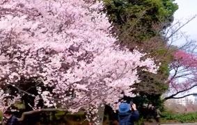 Peisaje de basm în Japonia. Sezonul cireșilor înfloriți, simbol al noilor începuturi, atrage mii de turişti