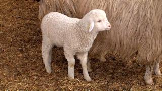 Carnea de miel de Paşte va fi mult mai scumpă. Cât va costa un kilogram de carne anul acesta