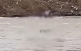 Cadavrul unui bărbat a fost găsit în Tisa. Anchetatorii spun că ar fi un ucrainean care încerca să treacă ilegal graniţa