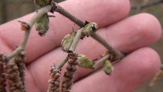 O livadă de aluni, afacerea de succes a unui tânăr din Alba. A preluat ideea de la fratele său, stabilt în Italia