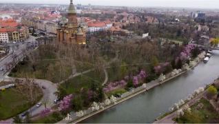 Timişoara e roz în fiecare primăvară. Cireşii, asemănători cu cei care fac senzaţie în Japonia, îi atrag pe locuitori ca un magnet