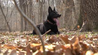 Bond, câinele poliţist, a devenit spaima hoţilor din Sibiu. Legătura specială cu instructorul său, Cristi: "Suntem ca o familie"