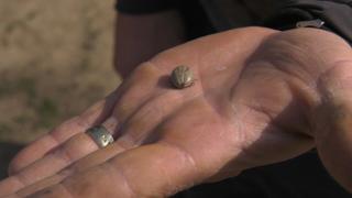 A început sezonul căpuşelor! Cât de periculoase sunt şi cum te poţi proteja