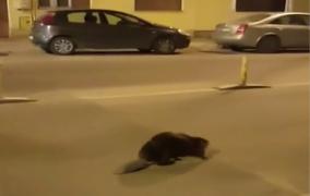 Castor european, la plimbare printre maşini în Cluj-Napoca. Protecţia Animalelor nu a intervenit: are liber în weekend