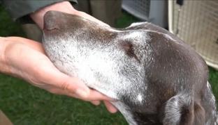 Expoziţie canină la Satu Mare. Peste 350 de exemplare din toate rasele au defilat prin faţa spectatorilor şi a arbitrilor