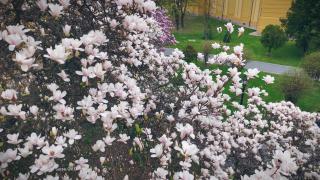 Magnoliile au transformat parcurile din Oradea într-un peisaj de poveste: " Zâmbesc, este minunat"