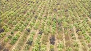 Cea mai mare plantaţie de marijuana din Europa, descoperită în Spania. Captură de 100 de milioane de euro a poliţiei