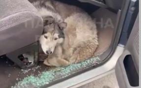 Bucha, câinele-speranţă dintr-un oraş plin de durere. Căţeii Ucrainei au ajuns să aibă propriile poveşti