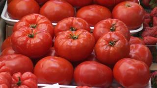 Primele roşii româneşti se vând cu 55 de lei kilogramul. Au apărut în pieţe, deşi încă nu e sezonul lor