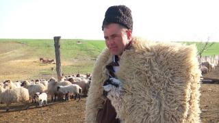 Povestea lui Ionuţ, ciobanul din Timiş cu o mie de oi. Banatul a întrecut Sibiul la numărul de mioare