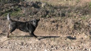 Cruzimea faţă de animale, sancţionată aspru prin lege. Pedepsele ar putea ajunge şi la 7 ani de închisoare