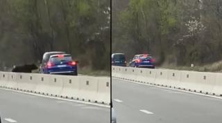 Urs lovit de două mașini, pe DN1, între Comarnic și Breaza. Momentul în care un șofer a fost la un pas de tragedie