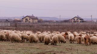 Cartierul de la marginea Craiovei în care oile pasc printre case și blocuri. Pe drumuri nu vor, că-s pline de gropi și noroi