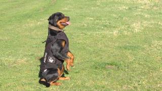 Toxa, câinele poliţist care participă la intervenţii SAS. "Cu aprobarea conducerii, el locuieşte cu mine acasă"