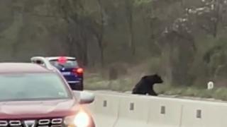 Un urs a făcut slalom printre maşini şi a provocat două accidente pe DN1. Tragedie evitată la limită, pe ambele sensuri de mers