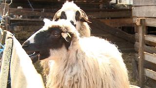 Pregătiri pentru masa de Paşte. Cât costă un kilogram de carne de miel