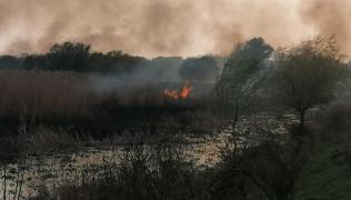 Incendiu puternic în Delta Dunării. Focul nu pune în pericol zona locuită, dar pompierii intervin cu dificultate din cauza zonei greu accesibile