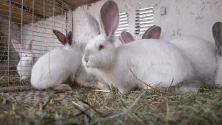 Iepuraşul de Paşte, la mare căutare. De unde poate fi închiriat în această perioadă