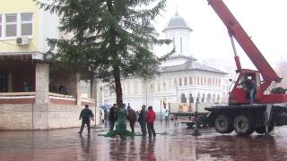 Factură de 100.000 de euro, pentru un brad de Crăciun achiziţionat ilegal de cinci funcţionari gorjeni în 2015