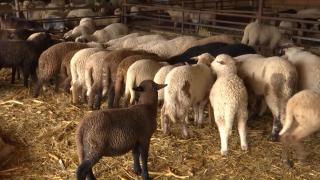 "Ce bea mielul? Motorină". Carnea de miel, deja scumpă, va fi o raritate de Paşte. De ce nu vor ciobanii să sacrifice animalele