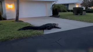 Un aligator de trei metri, vizită neaşteptată de Paştele catolic într-un cartier din Florida