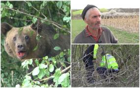 "L-a atacat pe copilul mic, iar ăsta mare a fugit şi s-a băgat în mărăcini". Doi copii, la un pas de moarte după ce au fost atacaţi de o ursoaică cu pui