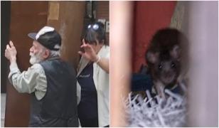 Un bărbat din Dorobanţi creşte de 5 ani zeci de şobolani în apartament. Capcanele, ineficiente pentru că rozătoarele sunt sătule