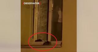 Şobolani filmaţi cum intră şi ies pe geamul unei locuinţe din Dorobanţi. "Proprietarul mai trăiește sau l-au mâncat?"