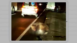 Urs lovit mortal de o autoutilitară, după ce a încercat să traverseze DN1 în viteză