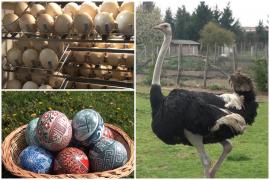 Românii care preferă struţul de Paşte: un ou costă 80 de lei, iar carnea se vinde cu 50 de lei kilogramul