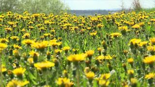 Planta cu proprietăți terapeutice pentru zeci de afecțiuni. Când trebuie culeasă