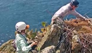 Un pui de vultur căzut din cuib, salvat de o echipă de cercetători, în California. VIDEO