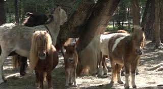 Grădina Zoologică de la Bucov are noi locatari. Maimuţele pavian, caii de talie mică falabella şi oile de Camerun au devenit atracţia principală
