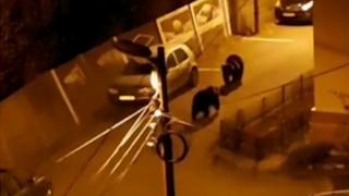 Ce despăgubire ar putea primi din partea statului român un bărbat din Harghita, atacat de urs la câteva sute de metri de casă