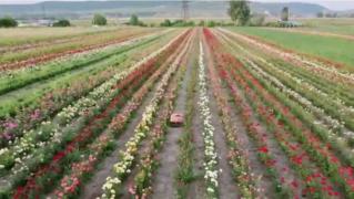Afacere înfloritoare. Sătenii dintr-o comună din Alba au renunţat la porumb şi floarea soarelui şi cultiva trandafiri