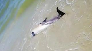 Delfin eşuat, pe plaja Vadu, salvat de un şofer de TIR aflat în concediu